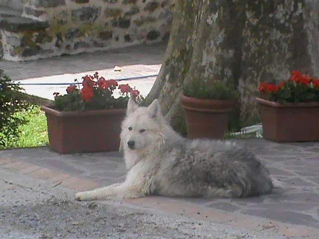 Il Montale Bauernhof *